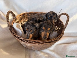 Miniature Dachshund dogs - Advert 15