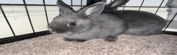 Netherland Dwarf rabbits for sale: 3 Netherland Dwarf babies.  in Droitwich - Advert 3