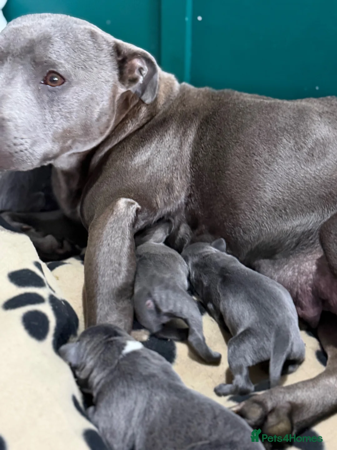 Staffordshire Bull Terrier dogs for sale: Staff puppies - Advert 6