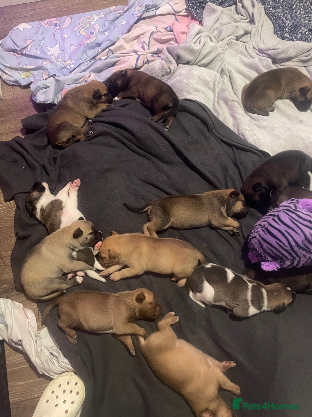 Mixed Breed dogs for sale: Bullsky puppies  - Advert 16