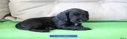 Cocker Spaniel dogs for sale: Health Tested Cocker Spaniel Puppies - Advert 10