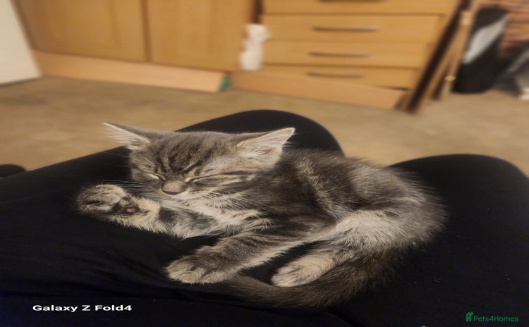 Mixed Breed cats - Advert 3