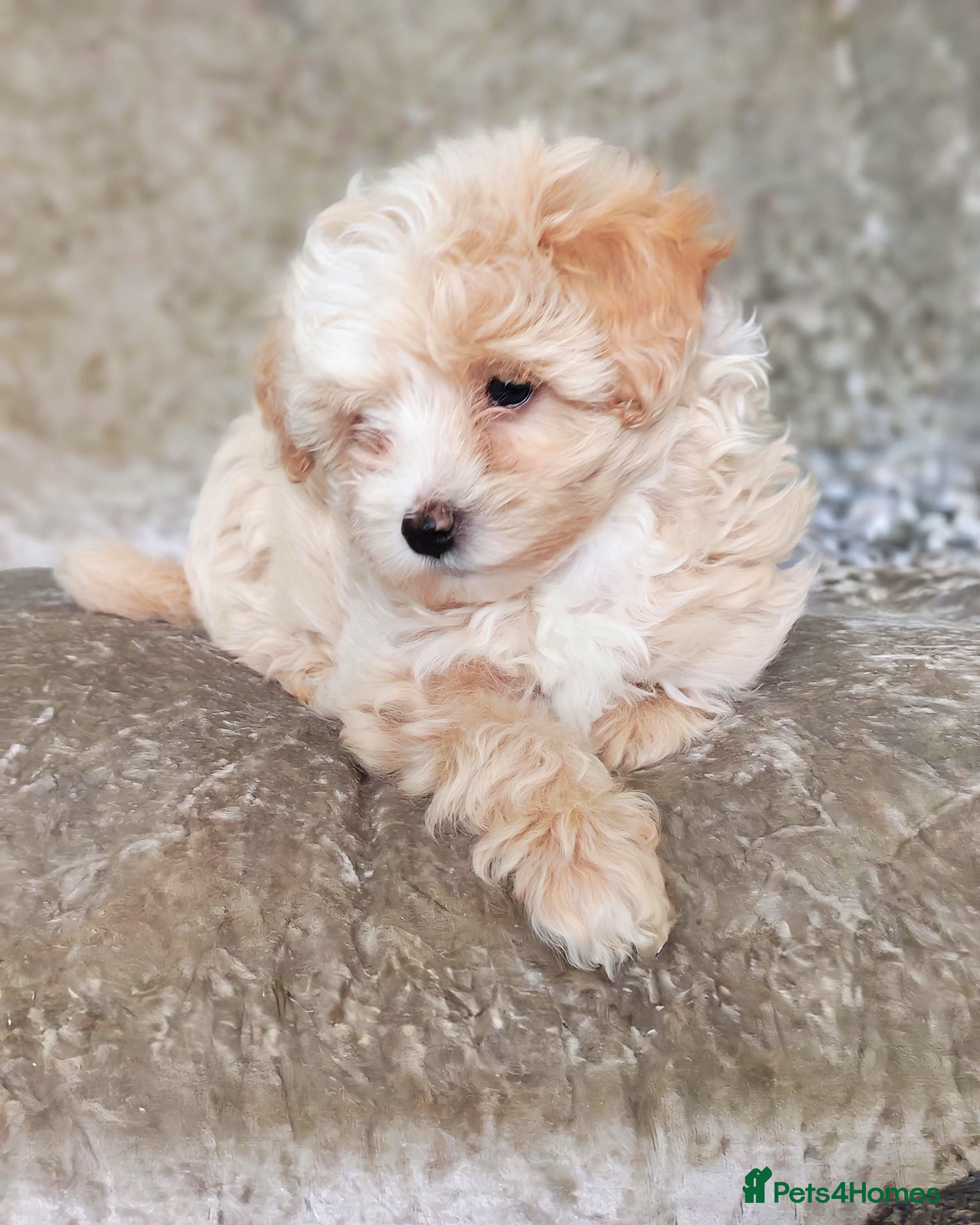 Maltipoo dogs F1 Maltpoo From Quality Champion KC's Health Tests - Advert 17