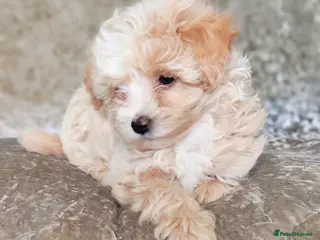 Maltipoo dogs F1 Maltpoo From Quality Champion KC's Health Tests - Advert 17