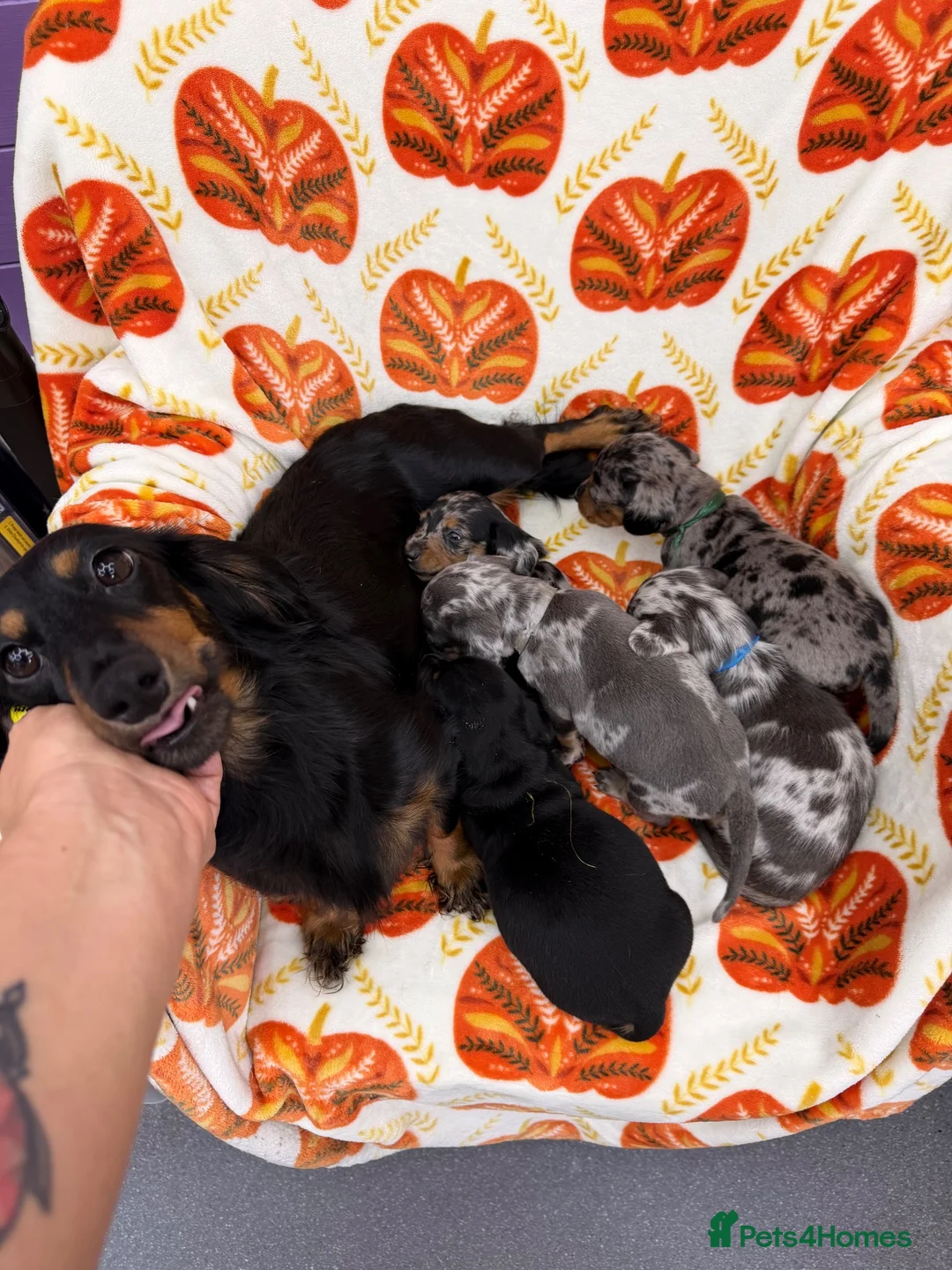 Miniature Dachshund dogs for sale: 4 adorable miniature dachshund boys available  - Advert 22