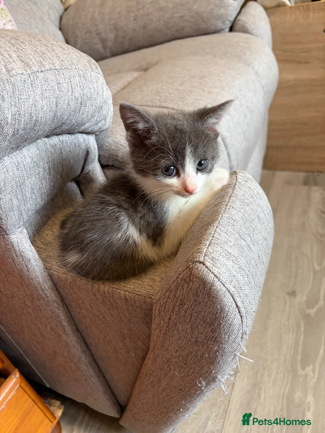 Mixed Breed cats for sale: Male kitten  - Advert 2