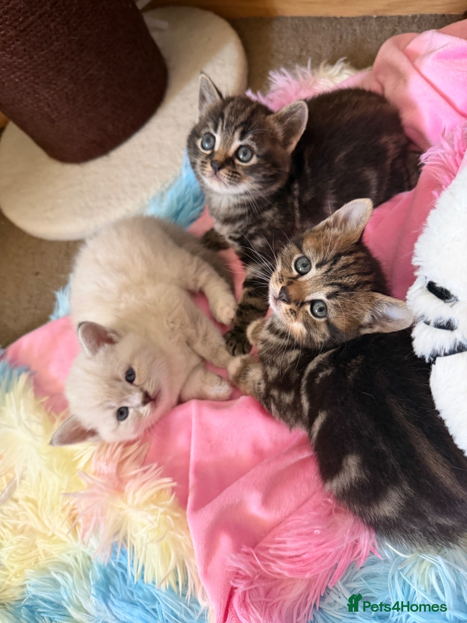 Scottish Fold cats  Scottish Fold Kittens 2 Males& 1 Female Available - Advert 5