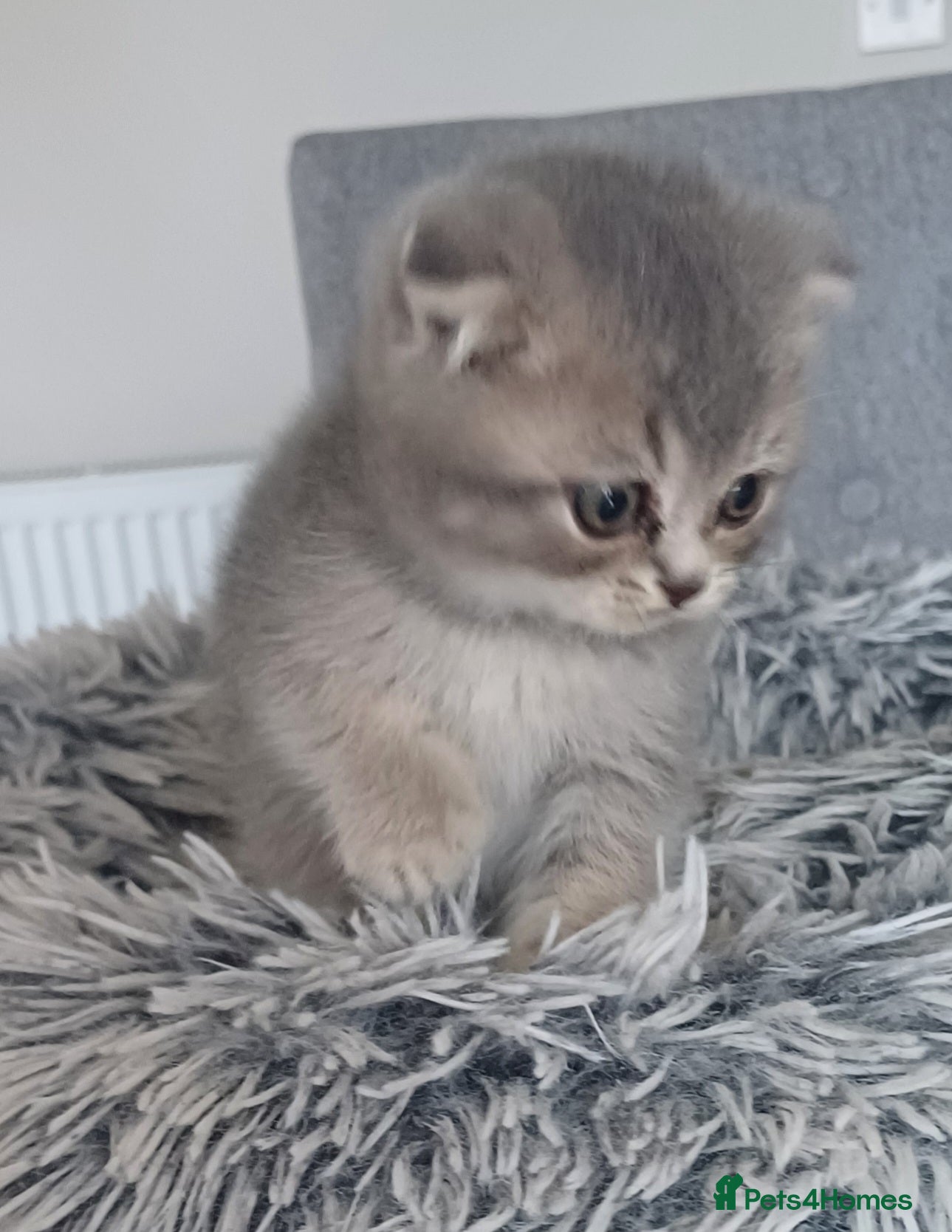 Scottish Fold cats Stunning TICA Scottish fold and straight kittens   - Advert 13
