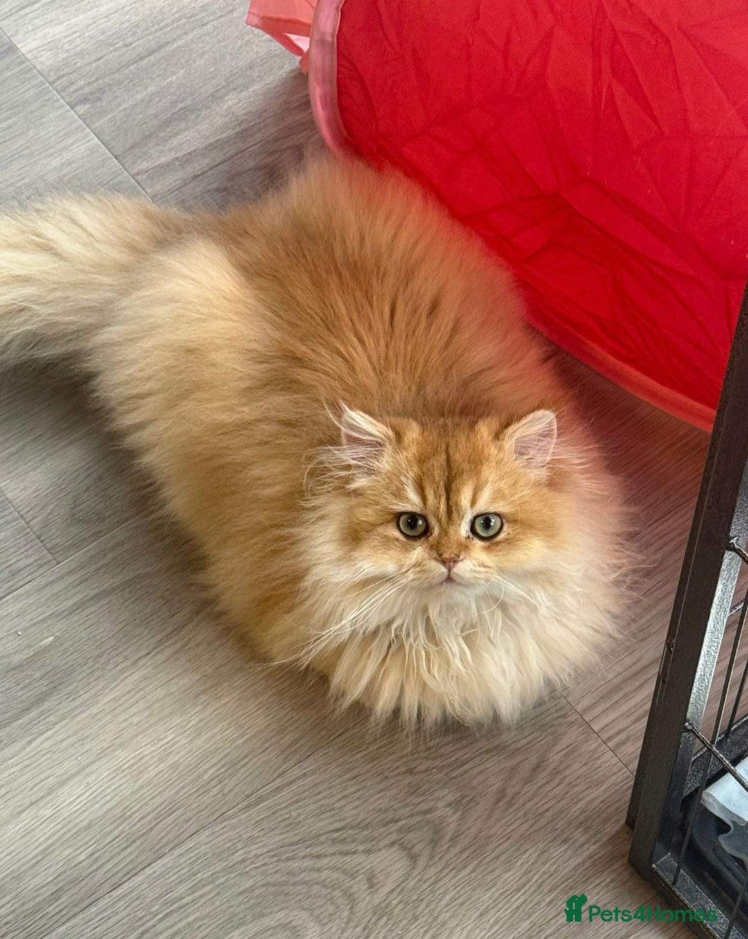 British Shorthair cats for sale: Last boy - superb pedigree and clear genetic tests - Advert 18