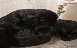 Sprocker dogs for sale: Sprockers puppies available - Image 7