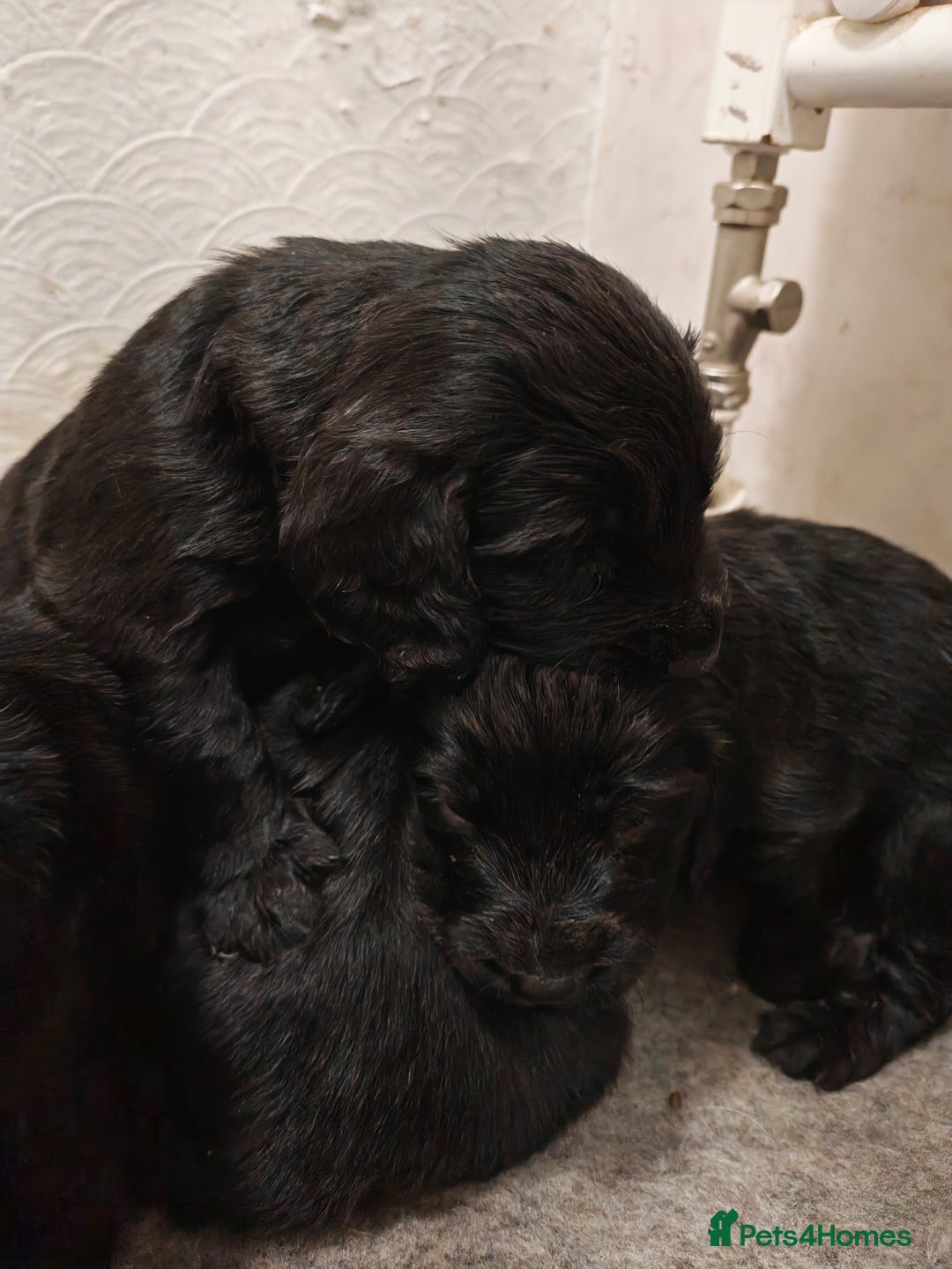 Sprocker dogs for sale: Sprockers puppies available - Image 7