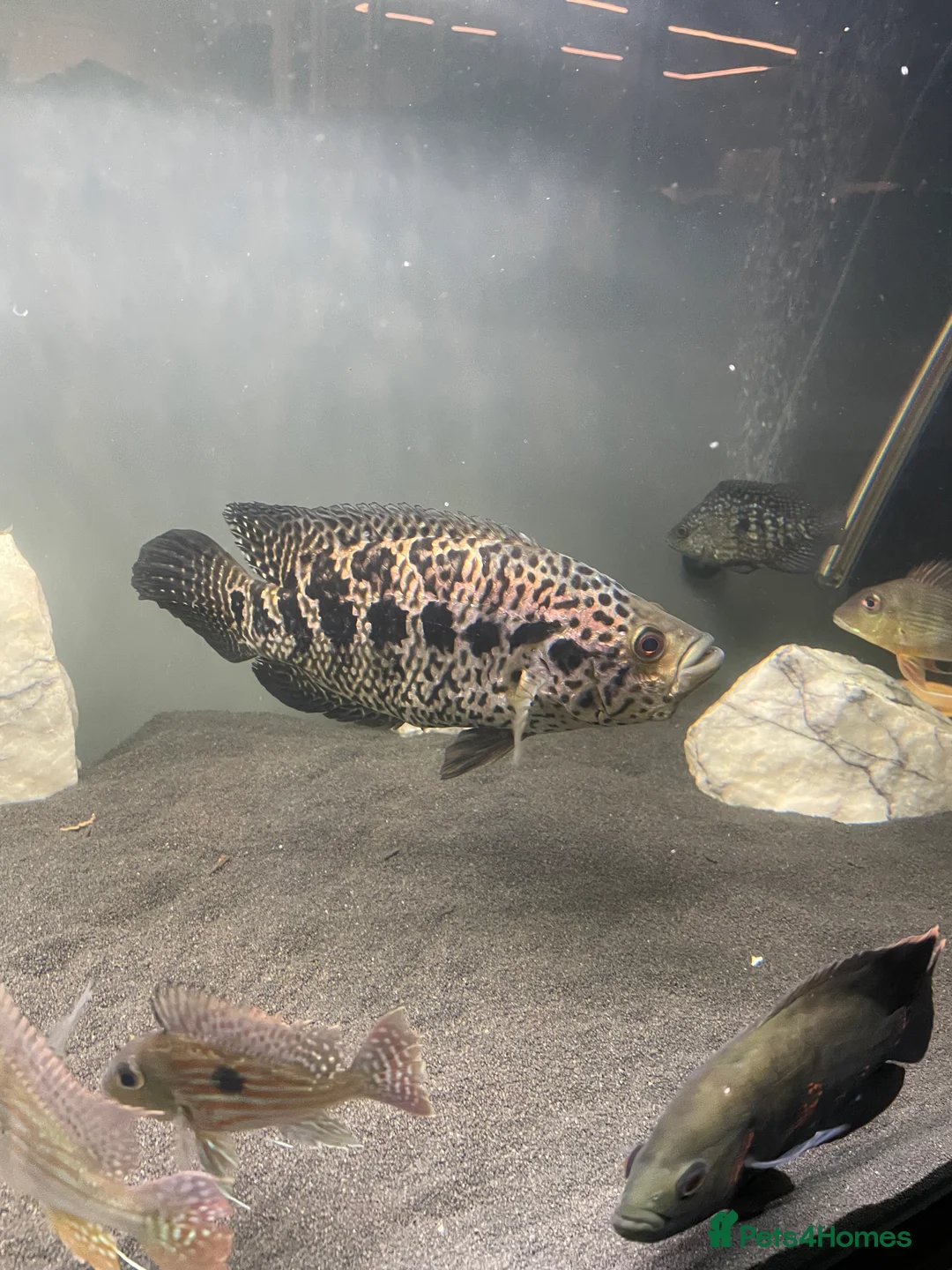 Cichlids fish for sale: Jaguare and red devile large  - Advert 7