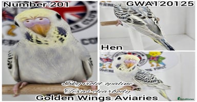 Budgerigars birds - Advert 6
