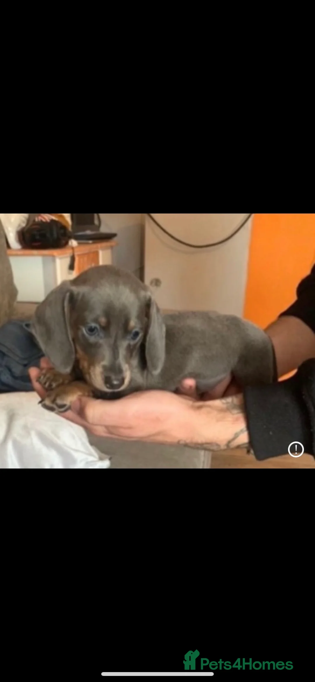 Dachshund dogs for stud: Blue Dachhund Proven Stud & Isabella cream stud, in Swansea - Advert 25