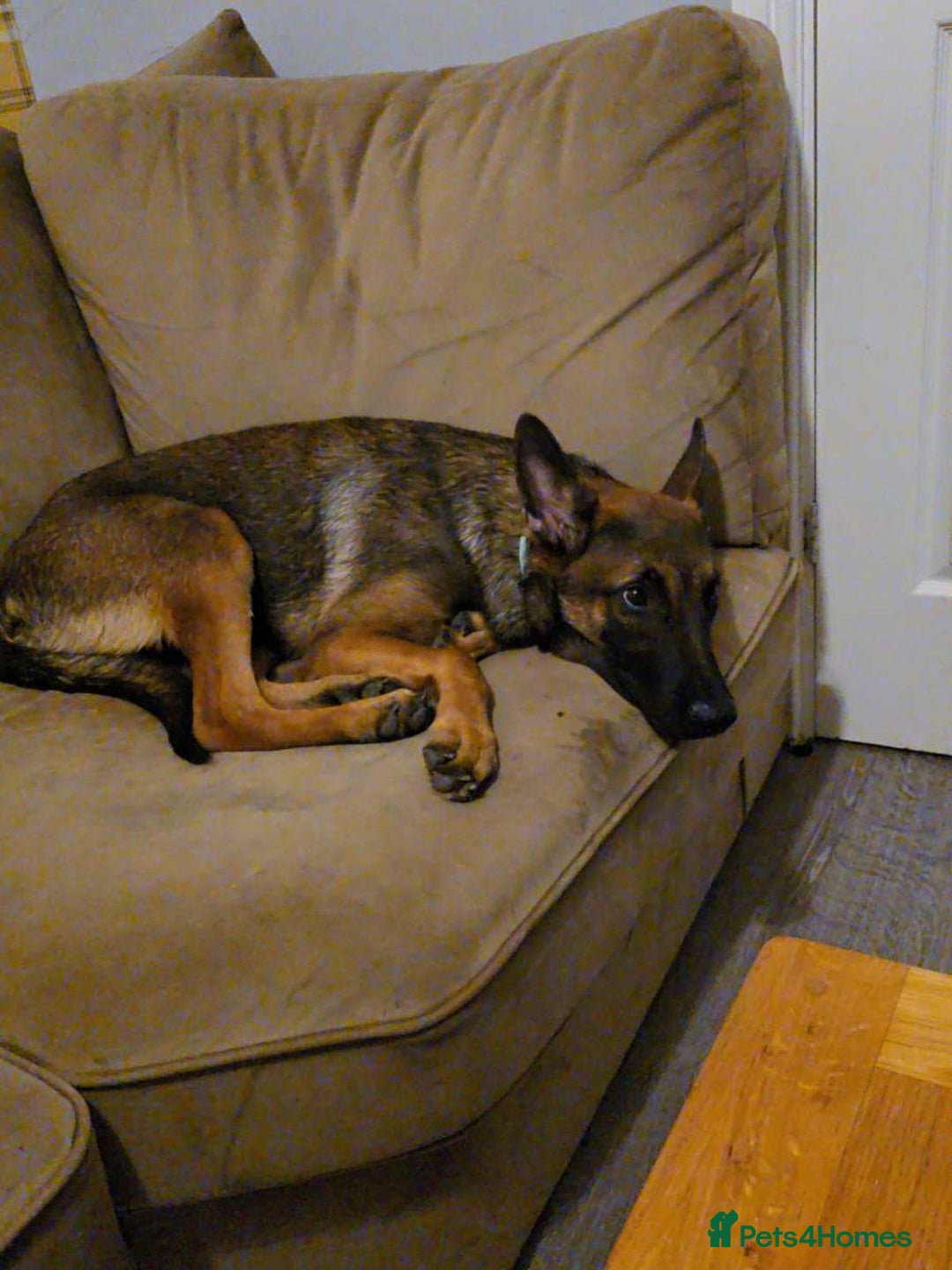 Belgian Shepherd Dog dogs for sale: Belgium shepherd for sale  - Advert 3