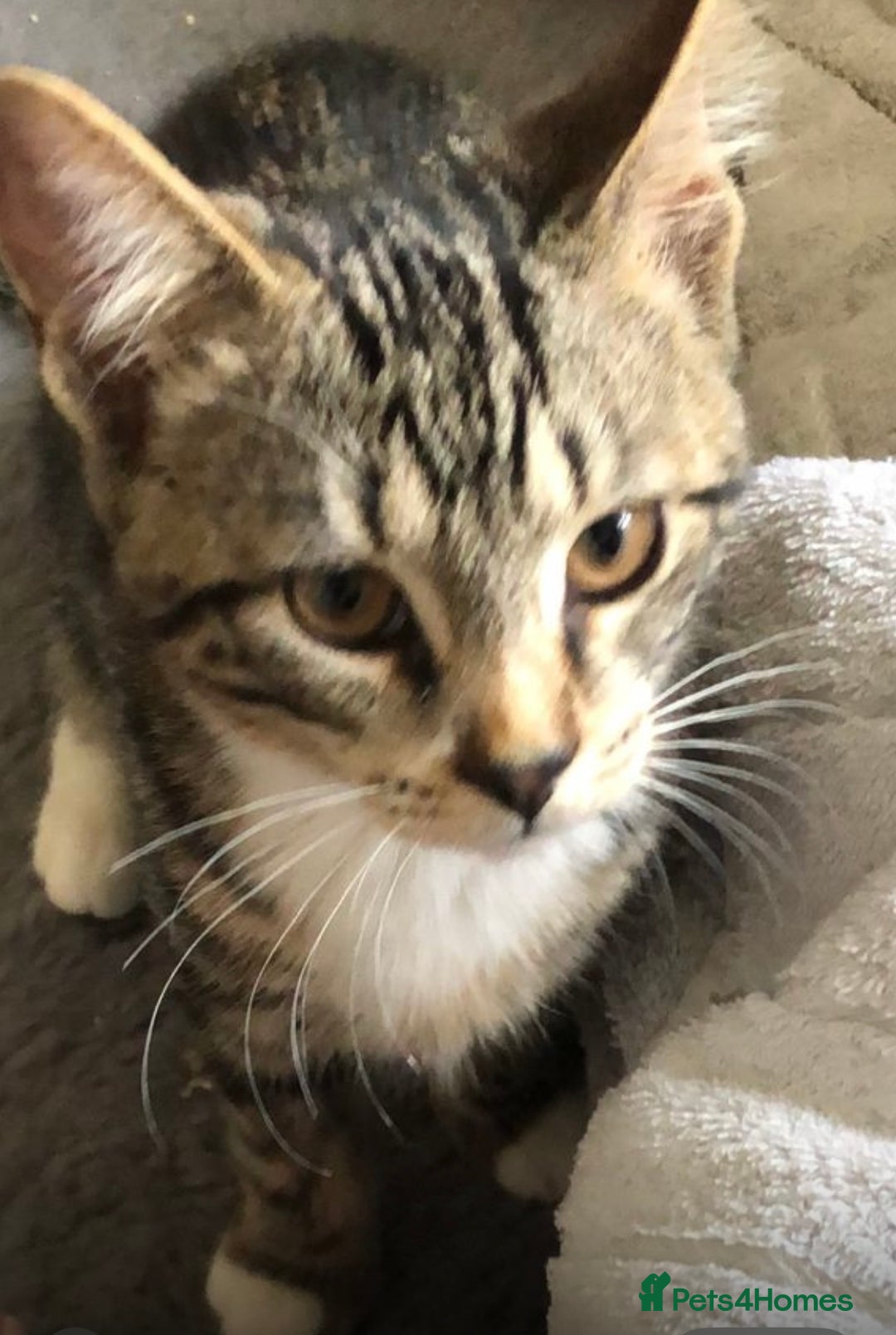 Domestic Shorthair cats for adoption: Adopt form Cats in Crisis East London 🐾 - Image 4
