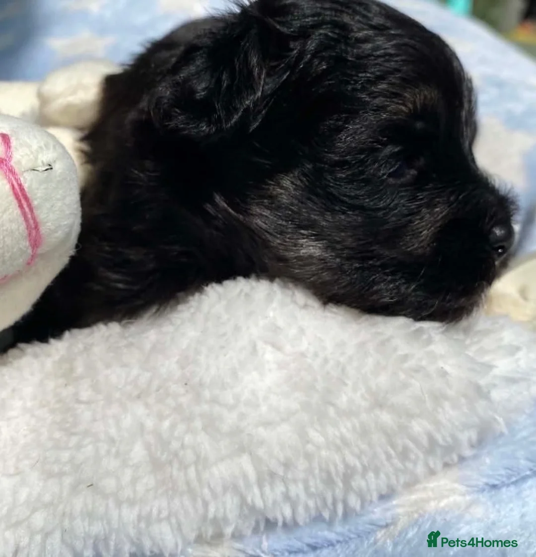 Maltipoo dogs for sale: F1 Maltipoo boy - Advert 2