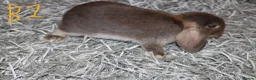 Mini Lop rabbits for sale: 5 Mini Lop / Mini Plush Babies - Advert 8