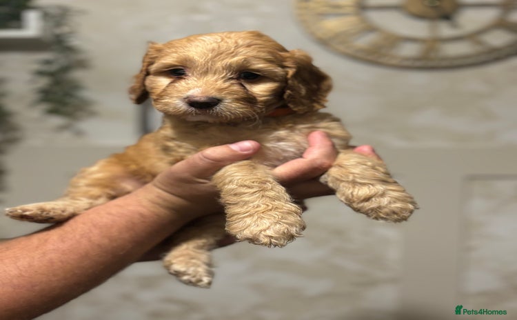 Cockapoo dogs - Advert 13
