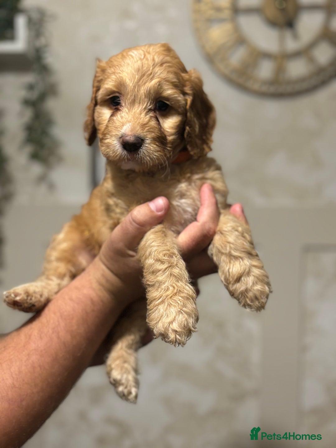 Cockapoo dogs for sale: OUTSTANDING F1B COCKAPOOS ❤️READY NOW 🏠 - Image 1