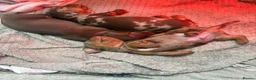 Miniature Dachshund dogs for sale: Beautiful litter of 3 miniature dachshund  - Advert 8