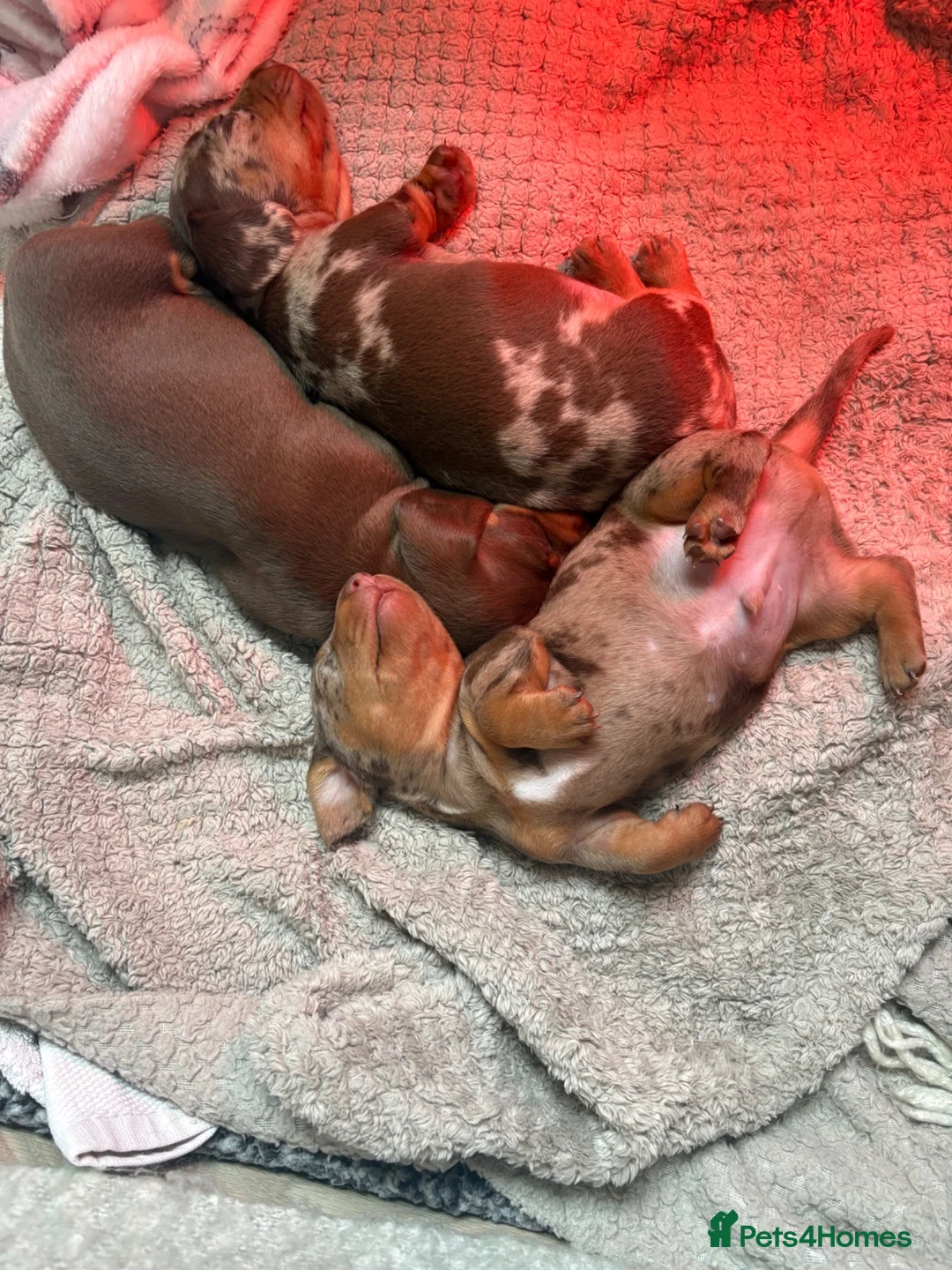 Miniature Dachshund dogs for sale: Beautiful litter of 3 miniature dachshund  - Advert 8