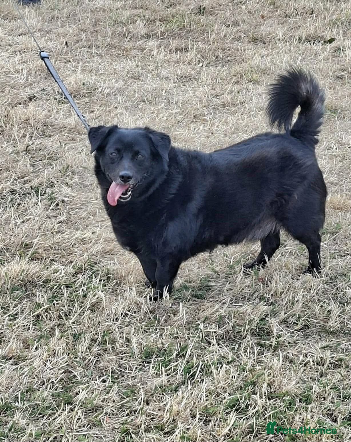Mixed Breed dogs POOR BOBBY NEEDS A NEW HOME 😩 - Advert 1