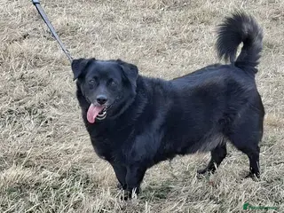 Mixed Breed dogs POOR BOBBY NEEDS A NEW HOME 😩 - Advert 1