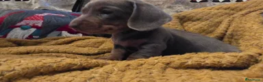 Miniature Dachshund Puppy 3