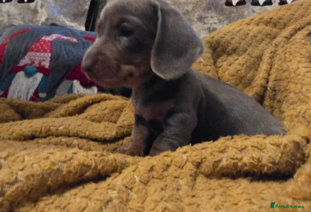 Miniature Dachshund dogs for sale: Gorgeous Miniature Puppies - Advert 6
