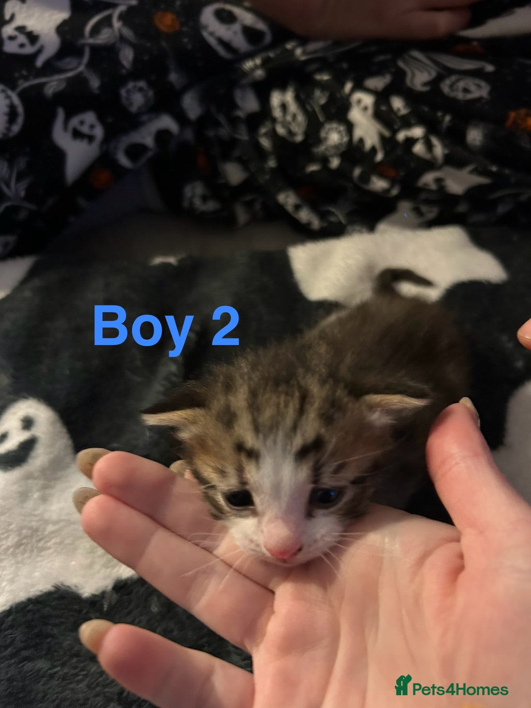 Mixed Breed cats for sale: 5 gorgeous kittens - Image 10