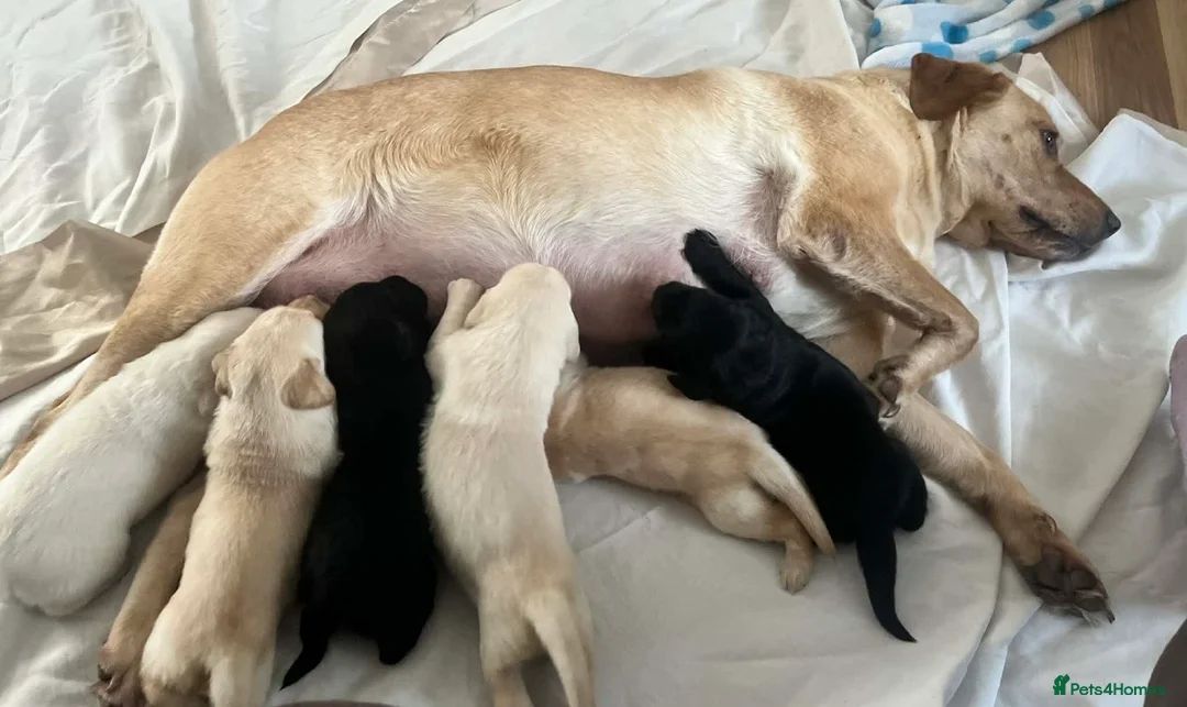 Labrador Retriever dogs for sale: 9 beautiful Labrador puppies  - Advert 2