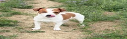 Jack Russell dogs for sale: Stunning litter of true Jack Russell’s  - Advert 6