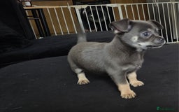 Chihuahua dogs for sale: 2 gorgeous blue & tan chihuahuas  - Image 11