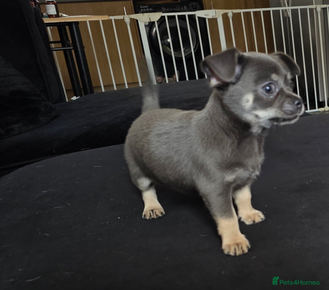 Chihuahua dogs for sale: 2 gorgeous blue & tan chihuahuas  - Image 11