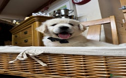 Golden Retriever dogs for sale: Out of DNA tested, kind & Champion bloodlines - Image 10