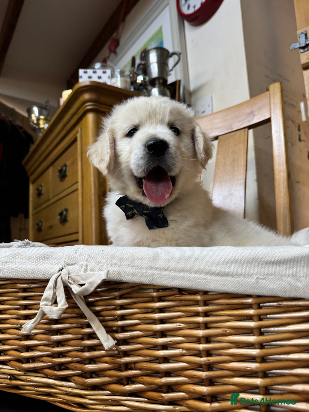 Golden Retriever dogs for sale: Out of DNA tested, kind & Champion bloodlines - Image 10