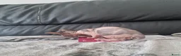 Sphynx cats for sale: Canadian Sphynx Kittens Looking for Loving Homes  - Advert 15