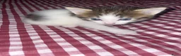 Siberian cats for sale: 3 Siberian Kittens  - Advert 9