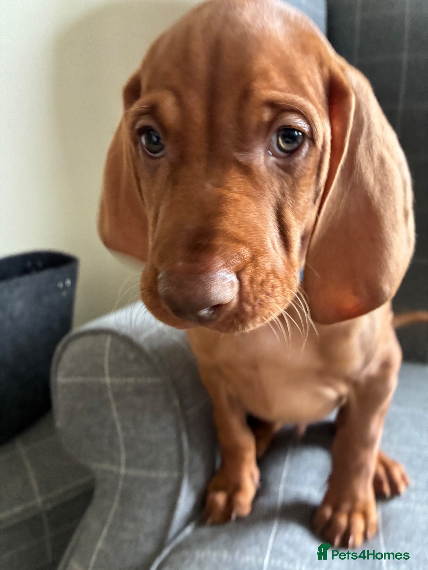 Hungarian Vizsla dogs  💙✨🐾NOW £1000 ✨💙🐾 - Advert 2
