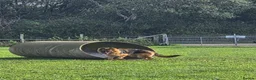 German Shepherd dogs for sale: German Shepherd Pup  - Advert 4