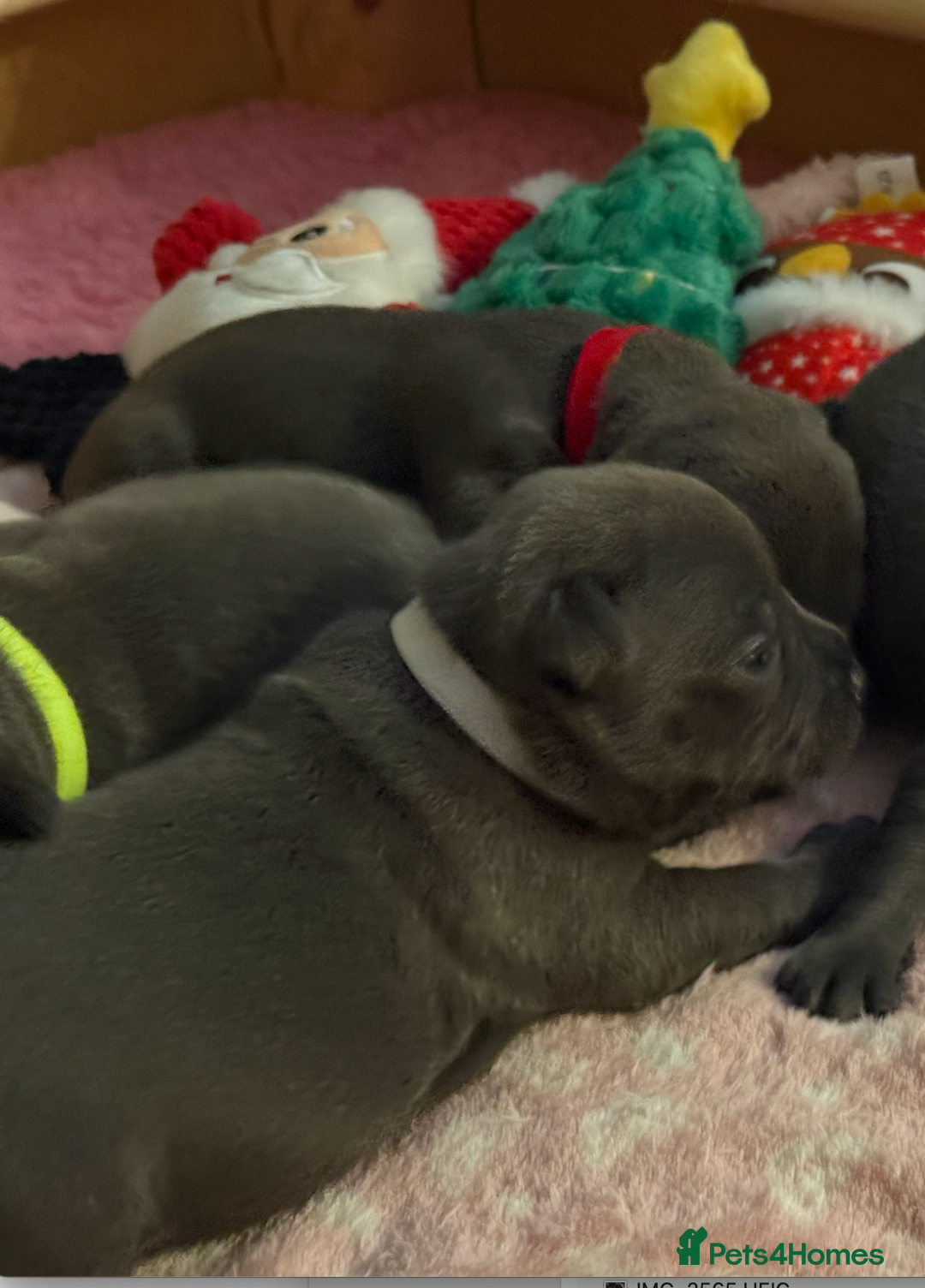 Staffordshire Bull Terrier dogs for sale: KC Blue Staffordshire Bull Terrier Puppies  - Advert 32