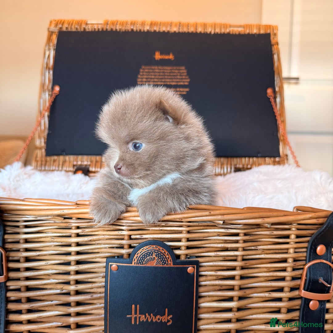 Pomeranian dogs for sale: KC Registered Lilac Pomeranian Puppies 💜 - Advert 14