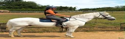 Irish Cob horses for sale: Clover – Connie/TB – quality classy all rounder - Advert 1
