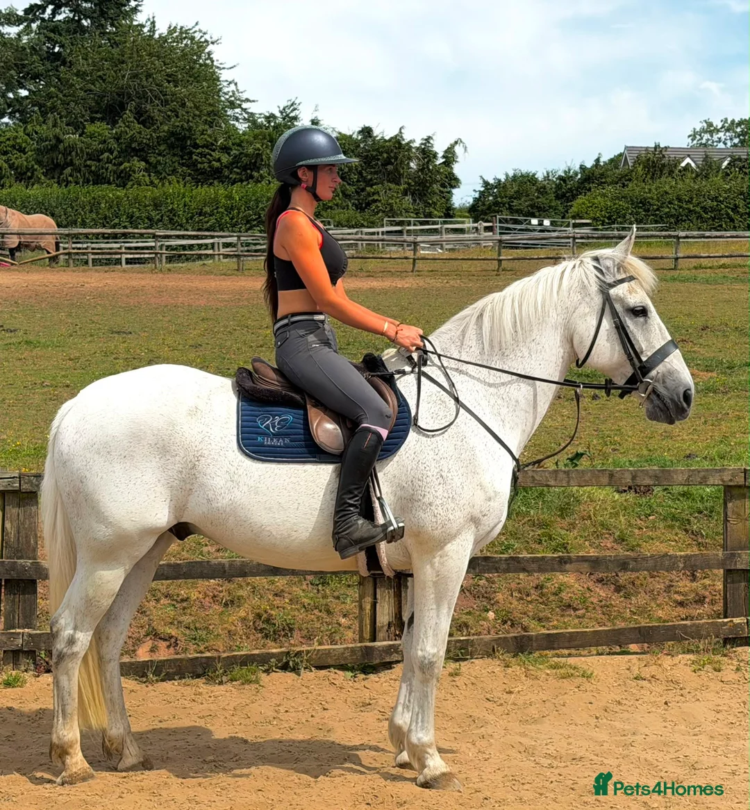 Irish Cob horses for sale: Clover – Connie/TB – quality classy all rounder - Advert 1
