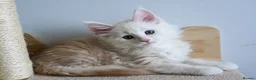 Maine Coon cats for sale: Rare Red Shaded TICA Maine Coon Kittens - Advert 20