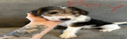 Fox Terrier dogs for sale: Wire Haired fox terrier puppies - Advert 4