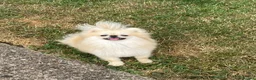 Pomeranian dogs for sale: Pomeranian Boy 🩶 - Advert 7
