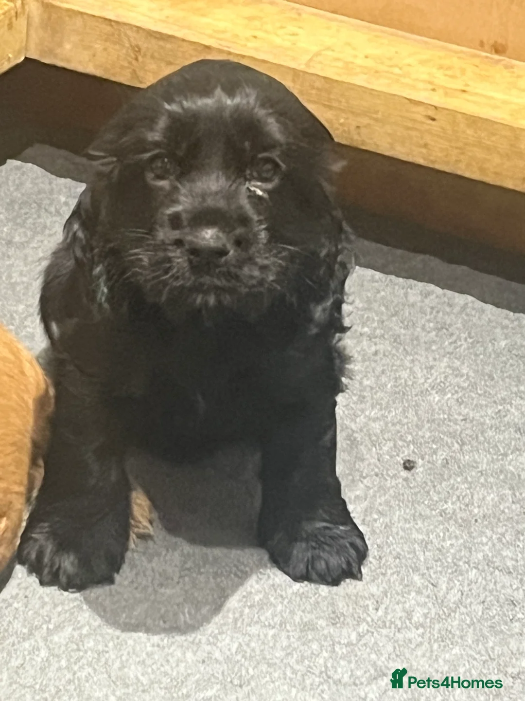 Cocker Spaniel dogs for sale: KC Show Cocker Spaniel  - Advert 5