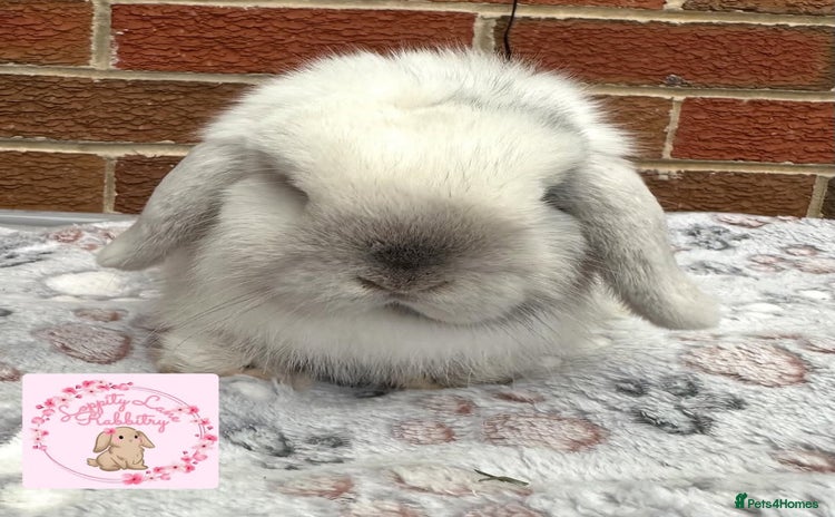 Mini Lop rabbits - Advert 9